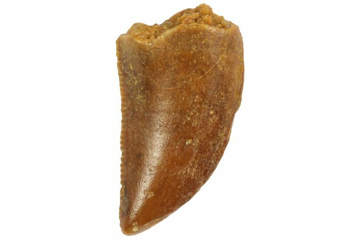 Serrated, Raptor Tooth - Real Dinosaur Tooth #80071